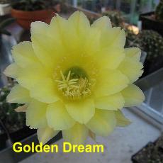 EP-H. Golden Dream 4.1.jpg 